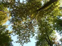 Herbstlicher Kastanienwald 4.jpg