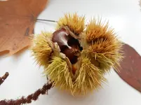 Herbstlicher Kastanienwald 10.jpg