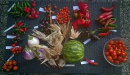 WP_20181012_002.webp