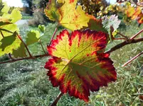 Herbst im Weinberg 1.jpg