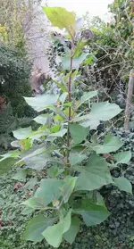 Bildschirmfoto 2018-10-13 um 14.21.27.webp