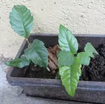 Bildschirmfoto 2018-10-13 um 14.20.25.webp