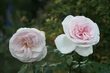 DSC07101.webp