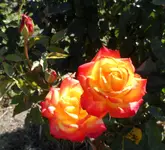 SAM_0467.webp SAM_0467.webp