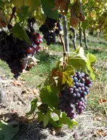 SAM_0475.webp SAM_0475.webp