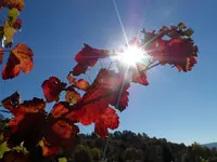 SAM_0477.webp SAM_0477.webp