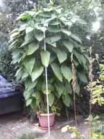 BILD0701.webp