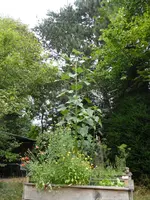 P1100574Hochbeet.webp