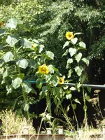 P1100642Sonnenblumen im Hochbeet.webp