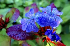 Chinesische Bleiwurz_0008.webp