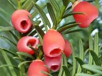 image001.webp