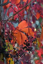 image003.webp