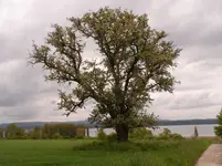 SAM_0978b.webp