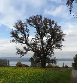 SAM_58521.webp