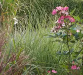 041 (2).webp
