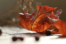 0M3A2144.webp
