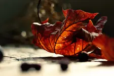 0M3A2144.webp