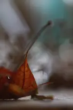 0M3A2165.webp