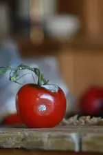 0M3A2186.webp