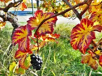 Herbst im Weinberg.webp