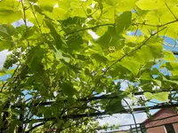 Weinweiß.webp