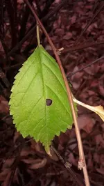 k-20181019_171828.webp