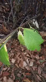 k-20181019_171739.webp