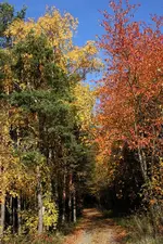 Herbstwald.webp