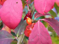 DSCN0333.webp