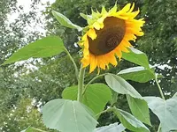 DSCI0903.JPG