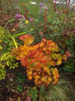 DSCF1863.JPG