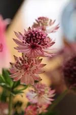 unbekannteblümchen.webp