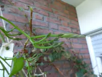P1110146.webp