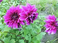 DSCI0887.webp