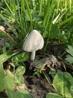 P4270070.webp