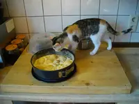 IMGP6938.webp