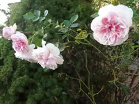 DSC03784.webp