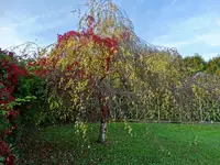 DSC03746.JPG
