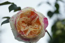 DSC07123.webp
