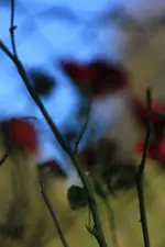 0M3A1929.webp