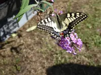 P1110785.webp