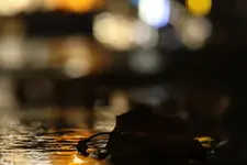 0M3A2597.webp