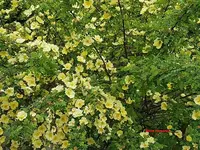 Gelbe Strauchrose.webp