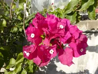 P1110111.webp