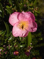 P1110181.webp