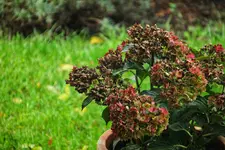 hortensie01.webp