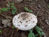 100_0437.webp