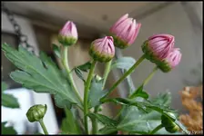 c013.webp