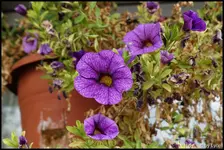 c014.webp