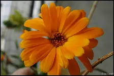 c016.webp